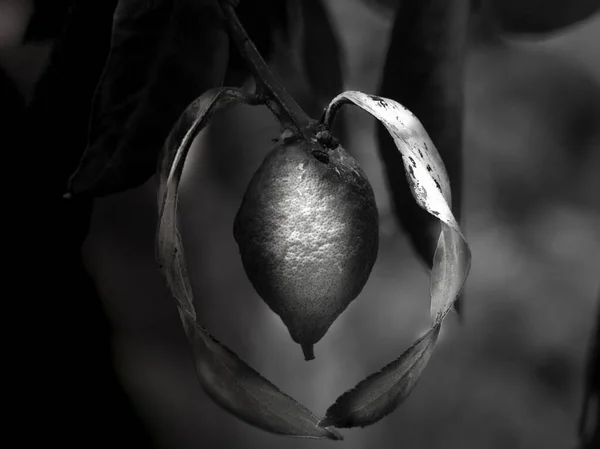 Ujęcie z bliska cytryny na gałęzi z zamazanym tłem w czerni i bieli — Zdjęcie stockowe
