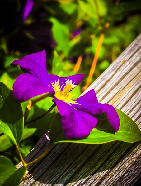 Vertikální záběr fialového květu u dřevěného povrchu ve dne — Stock fotografie