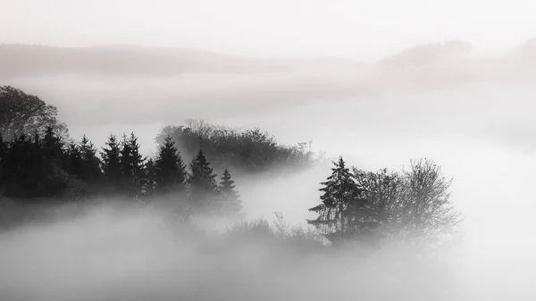 Bel colpo di una foresta in una nebbia con uno sfondo nuvoloso in bianco e nero, ottimo per lo sfondo — Foto Stock