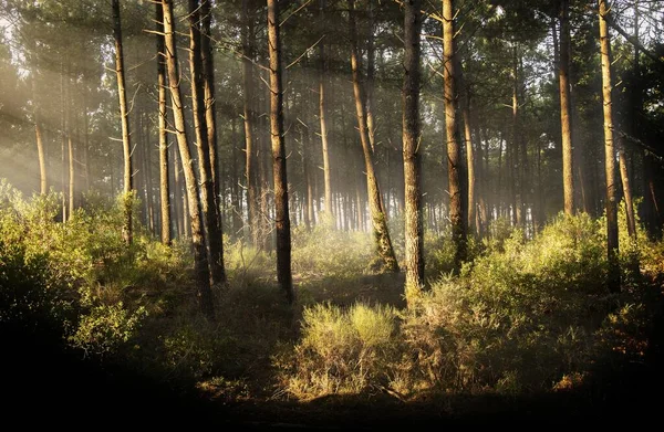 Hermoso plano horizontal de un bosque arbóreo con los rayos del sol durante el día — Foto de Stock