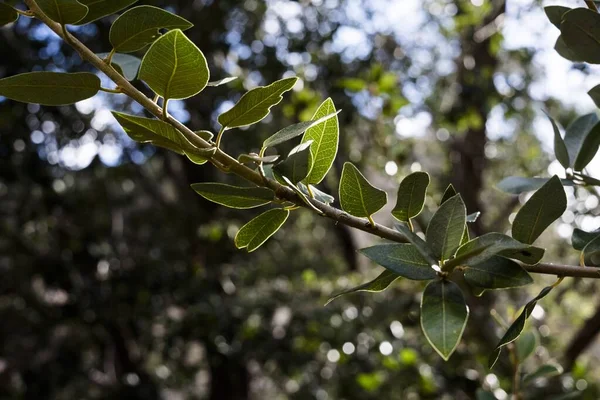 Primer plano de hojas verdes en una rama de árbol con un fondo natural borroso — Foto de Stock