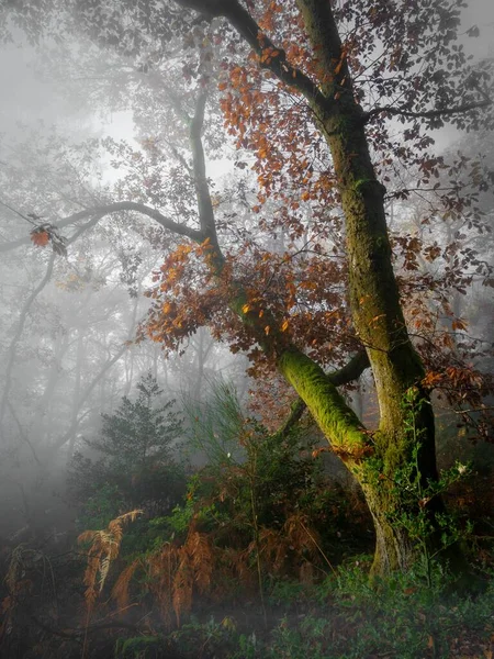 Tiro vertical de uma árvore musgosa na floresta com um fundo nebuloso — Fotografia de Stock