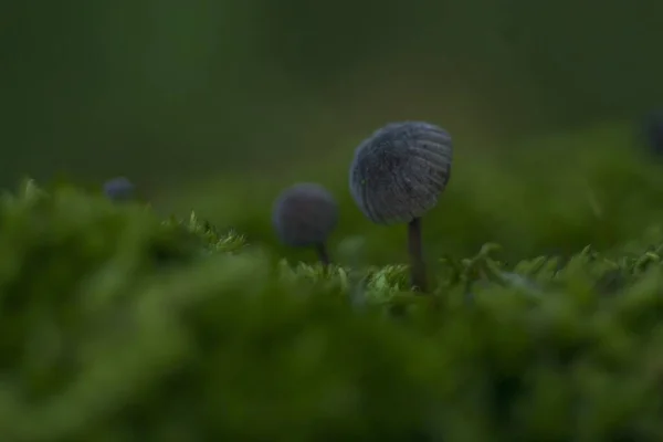 Primer plano selectivo enfocado al agaricus en un campo verde con un fondo borroso — Foto de Stock