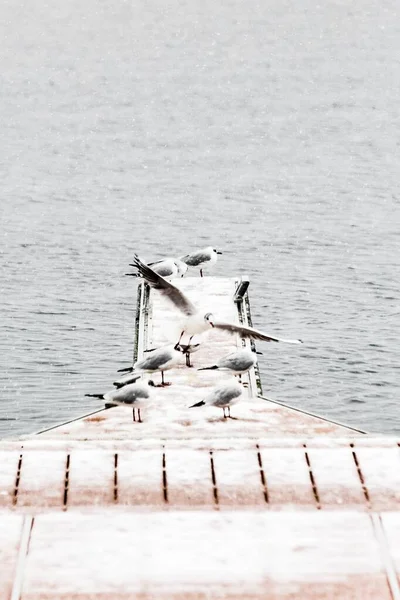Vertikalt bilde av vakre sjøfugler på trebryggen ved havet – stockfoto