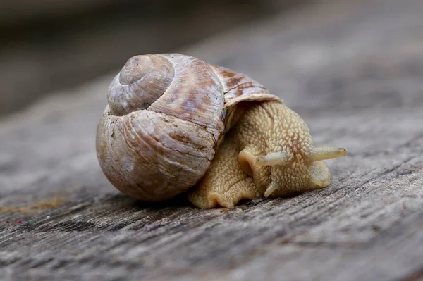 Detailní Záběr Hnědého Hlemýždě Dřevěném Povrchu Během Dne — Stock fotografie