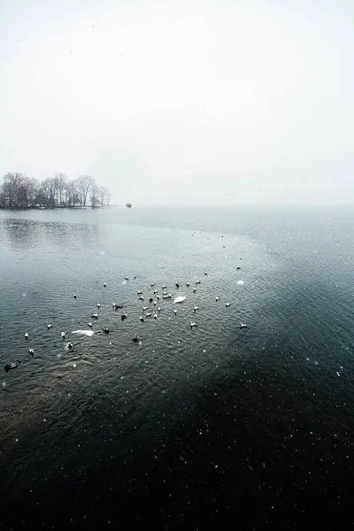 Tiro vertical de muitas aves marinhas na superfície do mar cercadas por árvores nuas sob o céu limpo — Fotografia de Stock