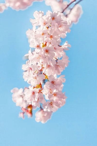 Plano Enfoque Superficial Hermosas Flores Cerezo Rosadas Bajo Impresionante Cielo —  Fotos de Stock