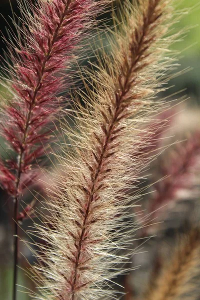 Gros Plan Vertical Une Plante Exotique Fond Flou — Photo