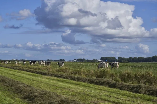Pole Farmy Krowami Chodzącymi Trawiastym Polu Pod Błękitnym Pochmurnym Niebem — Zdjęcie stockowe