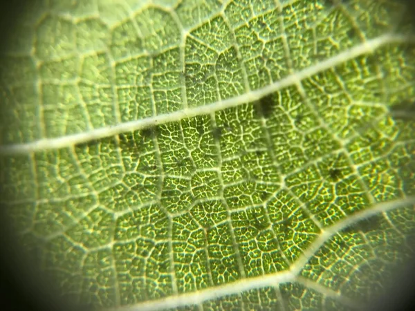 Makrofotografia zielonego liścia - idealna na naturalne tło — Zdjęcie stockowe
