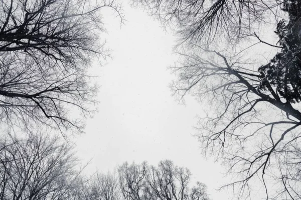 Lindo tiro em escala de cinza de baixo ângulo de árvores nuas sob o céu de tirar o fôlego durante o dia — Fotografia de Stock