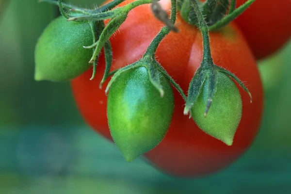 Närbild skott av en röd och grön tomat anläggning på en suddig bakgrund — Stockfoto