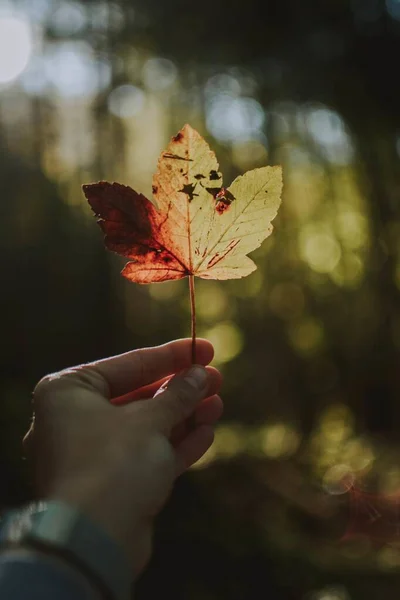 Vertikale Aufnahme der Hand einer Person mit einem leuchtend orangen Blatt an einem strahlend sonnigen Tag — Stockfoto