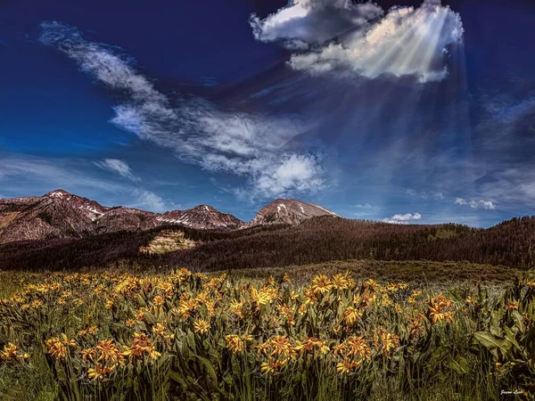 Hermosa foto de flores amarillas con montañas boscosas en la distancia bajo un cielo azul —  Fotos de Stock