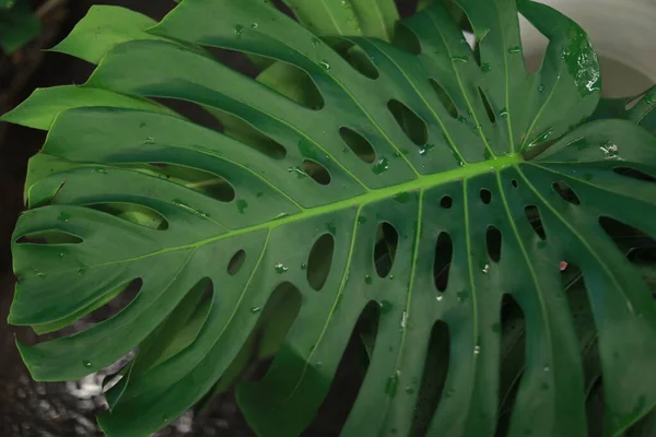 Selektywne zbliżenie szwajcarskiej fabryki sera lub liścia Monstera deliciosa — Zdjęcie stockowe