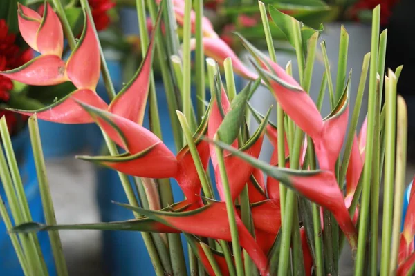 Tiro de close-up seletivo de plantas de flor de heliconia vermelha — Fotografia de Stock