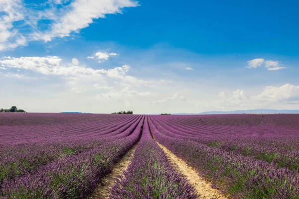 Horizontal shot of a field of beautiful purple English lavender flowers under colorful cloudy sky — Stock Photo, Image