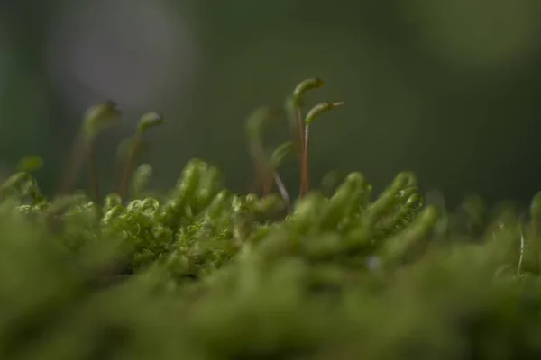 Belo tiro focado de várias plantas verdes no campo com um fundo borrado — Fotografia de Stock