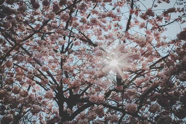 Selektiv närbild skott av vackra rosa körsbär blommor träd under dagtid — Stockfoto