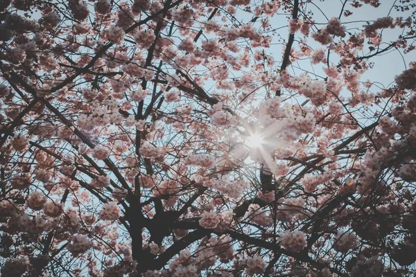 Colpo di primo piano selettivo di bellissimi ciliegi rosa durante il giorno — Foto Stock