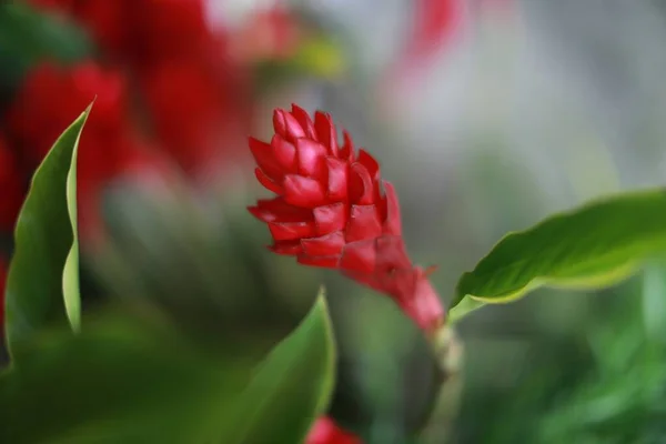 Tiro de close-up seletivo de alpinia purpurata vermelho ou flores de gengibre — Fotografia de Stock