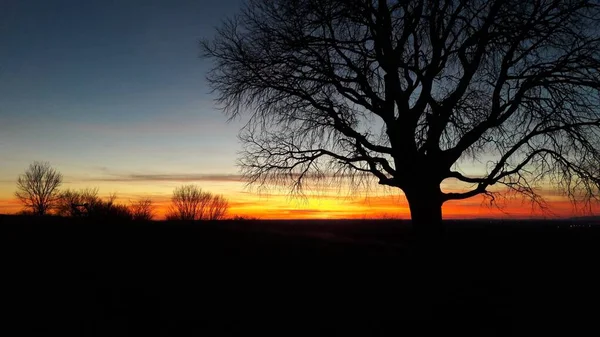 Silhueta de uma grande árvore sem folhas e um campo vazio com um belo céu no por do sol de fundo — Fotografia de Stock