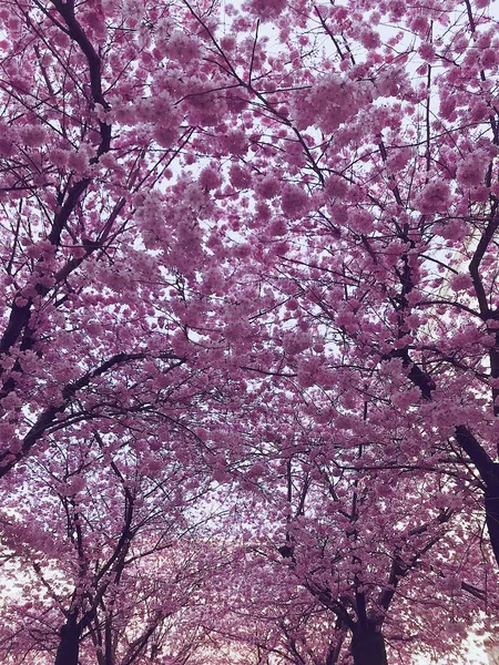 Gros plan vertical de cerisiers en fleurs - parfait pour un beau fond — Photo