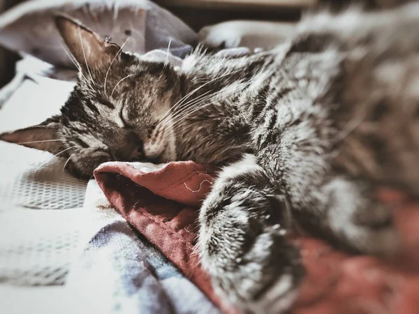 Οριζόντια κοντινή λήψη μιας χαριτωμένης γκρίζας γάτας που κοιμάται σε κουβέρτα κατά τη διάρκεια της ημέρας — Φωτογραφία Αρχείου