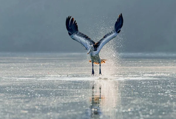 Bel Colpo Pellicano Che Vola Vicino All Acqua Con Ali — Foto Stock