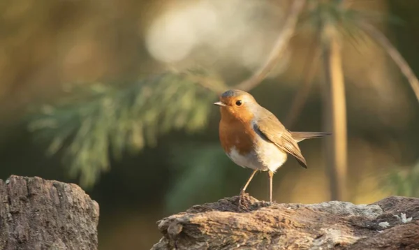 Closeup focused shot of European robin bird standing on a rock with a blurred background