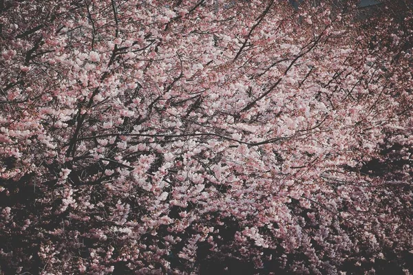 Selectieve close-up van mooie roze kersenbloesem bomen overdag — Stockfoto