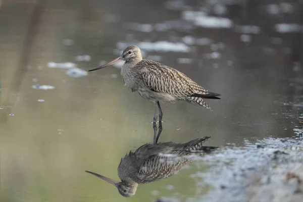 Migrant Bar-tailed godwit Limosa lapponica, Malta — Fotografia de Stock