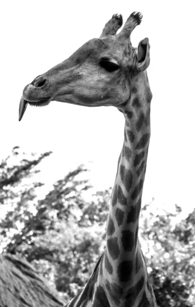 Plan vertical en niveaux de gris d'une girafe mâchant des feuilles — Photo