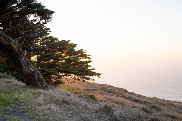 Prachtige opname van een droge grasheuvel met bomen in de buurt van de zee en een heldere lucht op de achtergrond — Stockfoto