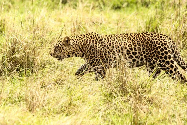 Leopardo africano acercándose sigilosamente a la presa en el campo - un concepto de supervivencia — Foto de Stock