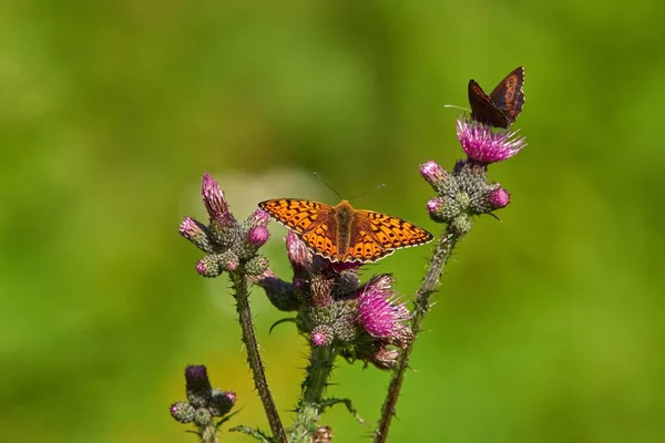 연분홍색 꽃에 나비 옆에 나비가 있는 아름다운 갈색 나비의 근접 사진 — 스톡 사진