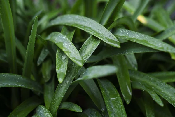 Closeup shot of water drops on a green leafed plant with a blurred background — Stock Photo, Image