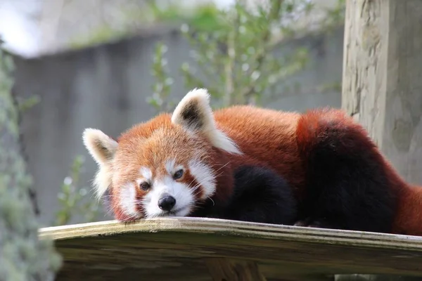 动物园的一张木制桌子上，一只可爱的红色熊猫的水平特写镜头 — 图库照片