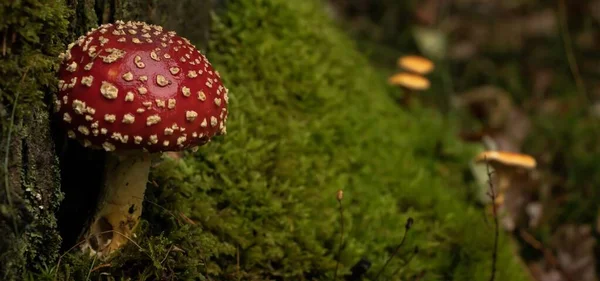 Focused shot of an agaric red mushroom in the forest with a blurred background — Stock Photo, Image