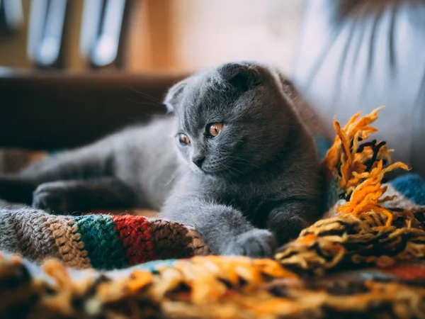 Nahaufnahme einer niedlichen grauen Katze, die tagsüber auf einer bunten Decke im Zimmer sitzt — Stockfoto