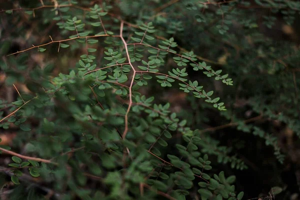 Primo piano di foglie verdi su un ramo con uno sfondo sfocato — Foto Stock