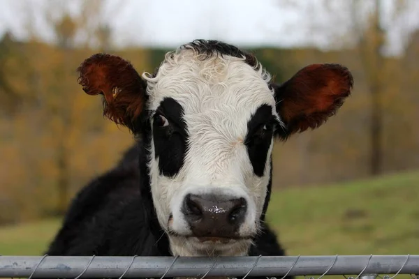 Gros Plan Horizontal Une Vache Noire Blanche Dans Pâturage — Photo