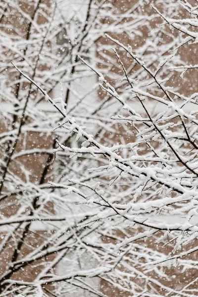 Vertikal närbild skott av vackra snöflingor faller på bara träd grenar — Stockfoto