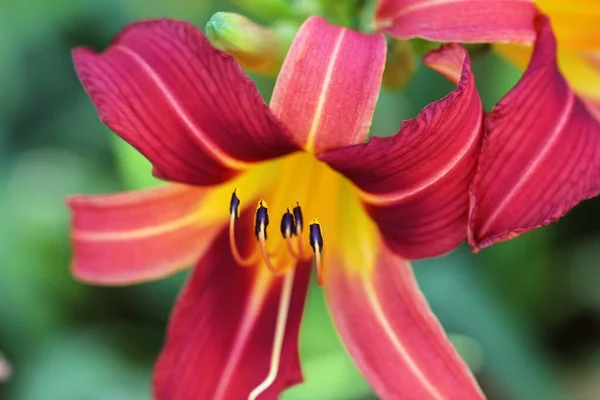 Selective closeup shot of a beautiful maroon lily flower with a blurred background — Stock Photo, Image