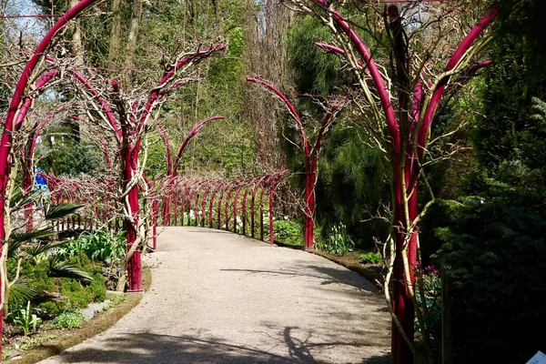 Hermoso Plano Jardín Botánico Con Árboles Verdes Durante Día —  Fotos de Stock