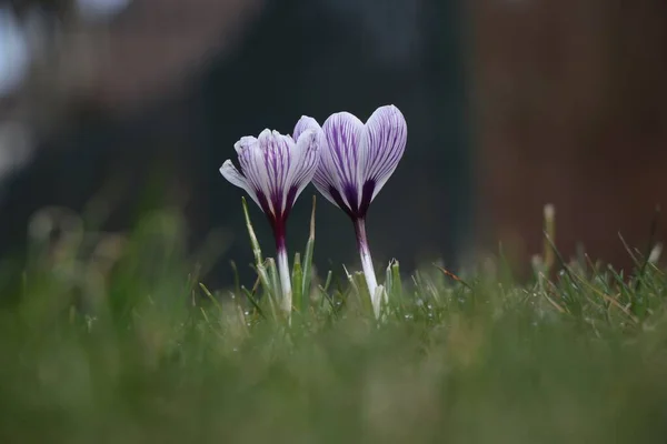 Captura selectiva enfocada en primer plano de una hermosa flor de cocodrilo de primavera de pétalos púrpura — Foto de Stock