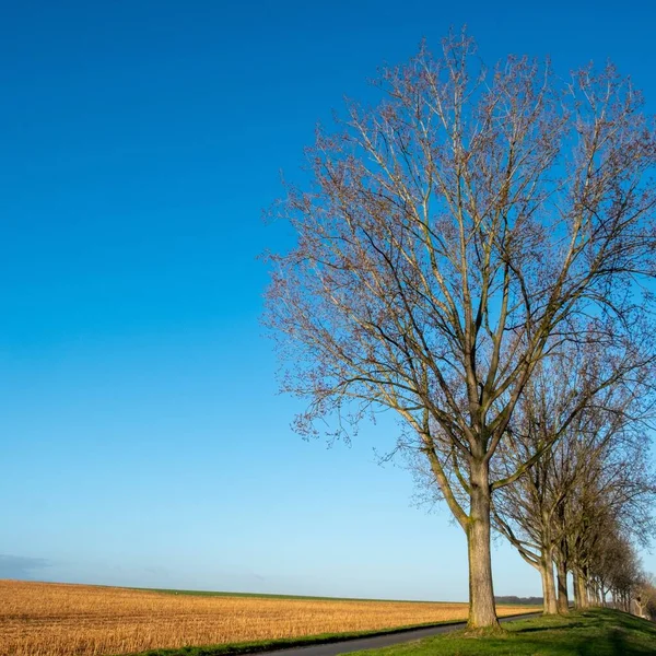 Perfect range of bare trees alongside the pathway between the dry and green fields — Stock Photo, Image