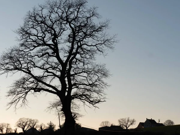 Silueta de gran árbol sin hojas con un cielo azul en el fondo — Foto de Stock