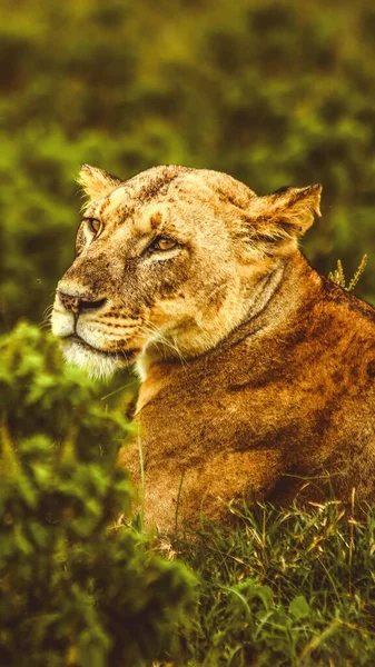 Closeup vertical tiro de um leão em um campo verde com um fundo borrado — Fotografia de Stock