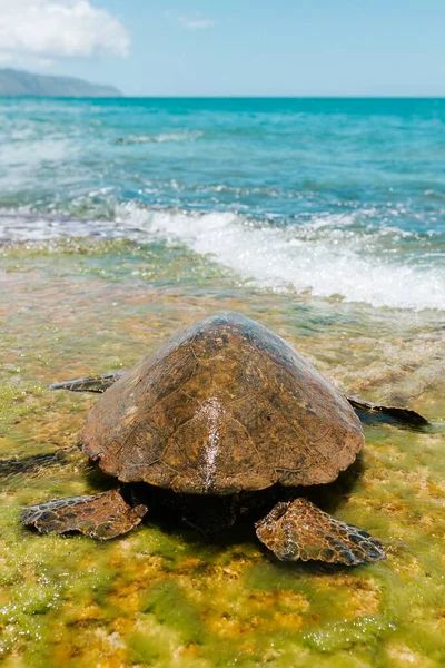 Tiro Close Seletivo Uma Tartaruga Marinha Ridley Pacífico Marrom Perto — Fotografia de Stock